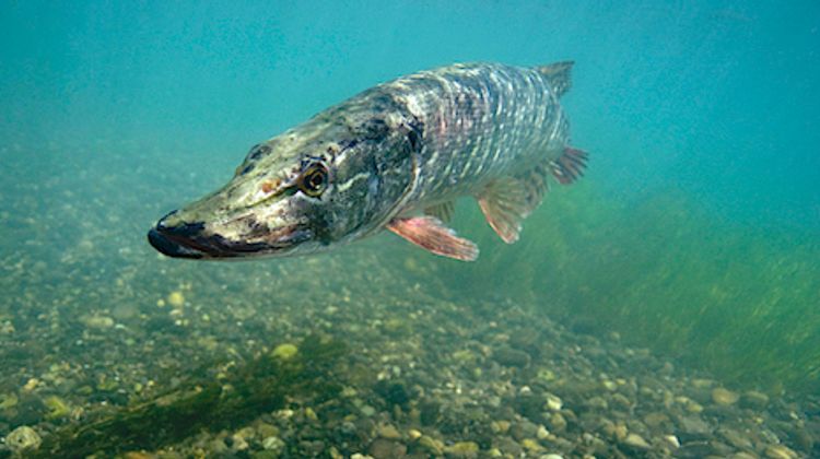 PÊCHE AU BROCHET – Une opération de préservation est lancée dans les Landes